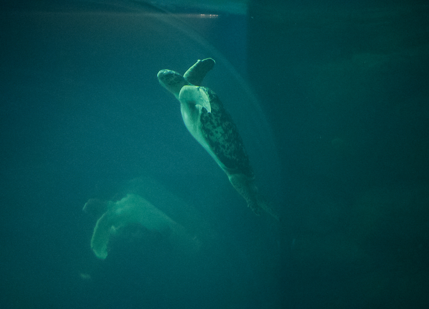 Green Sea Turtle