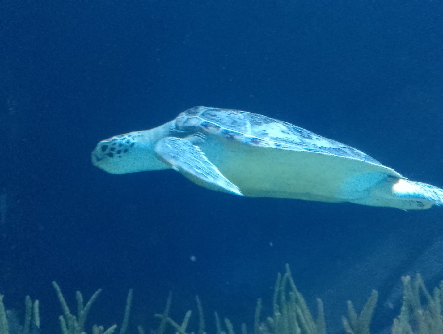 Green sea turtle