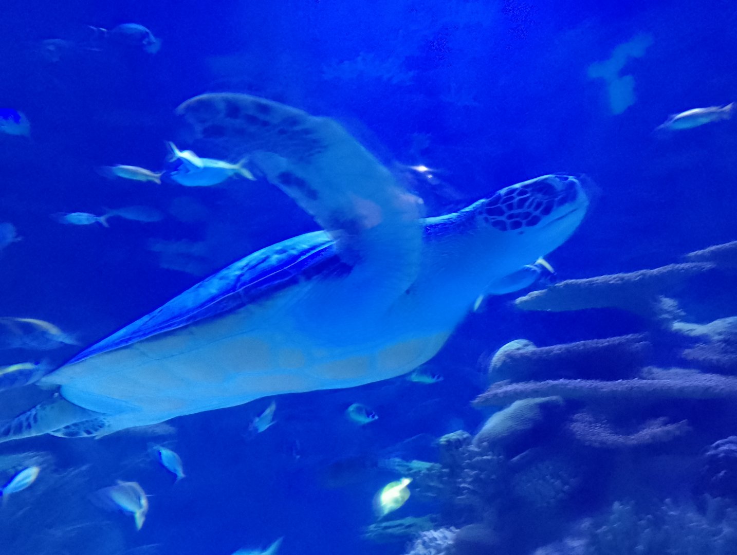 Green sea turtle