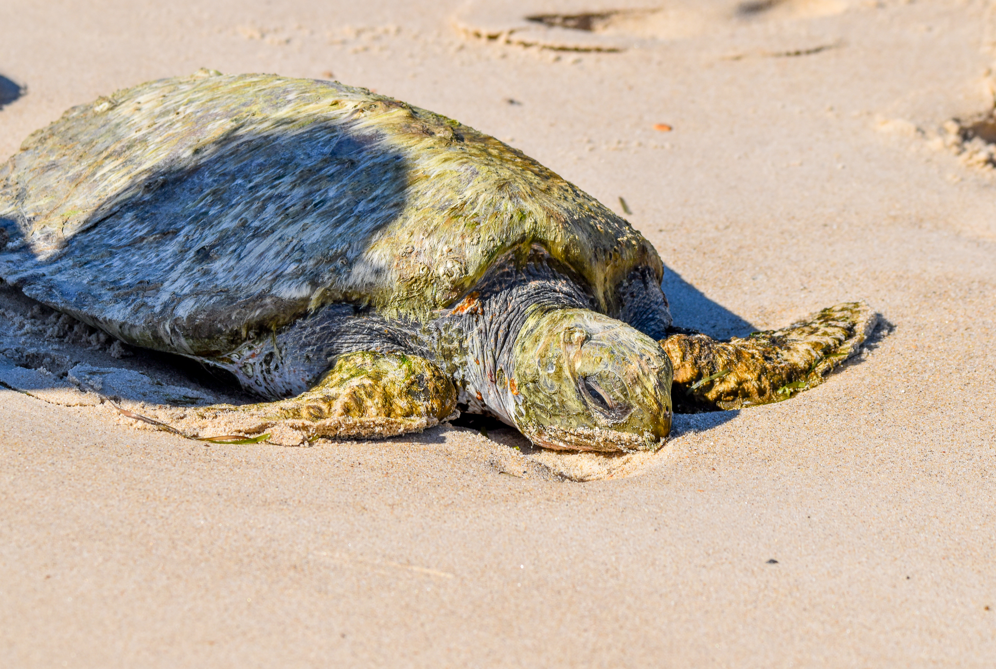 Green Sea Turtle