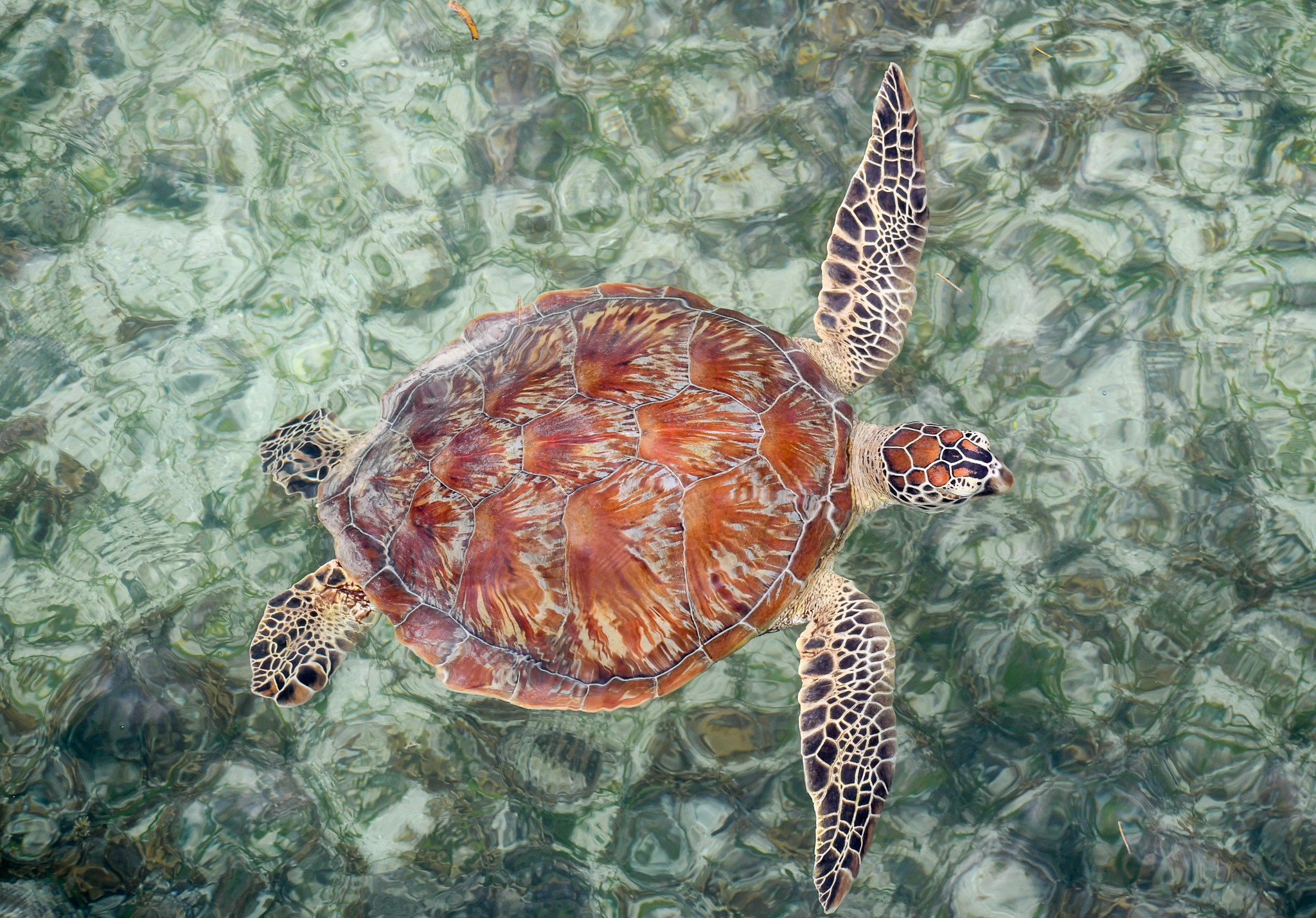Green Sea Turtle