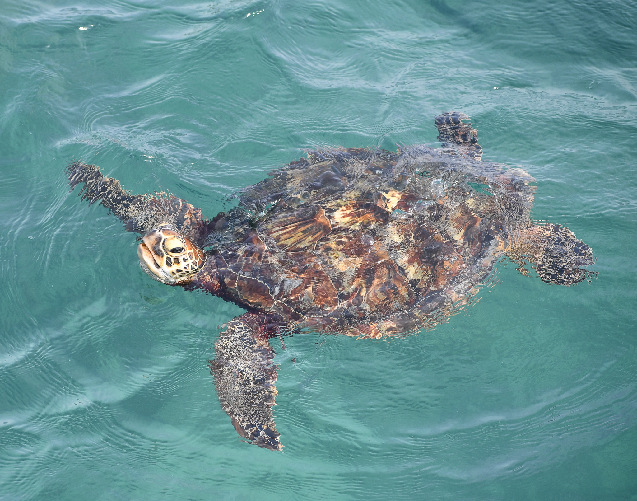 Green Sea Turtle
