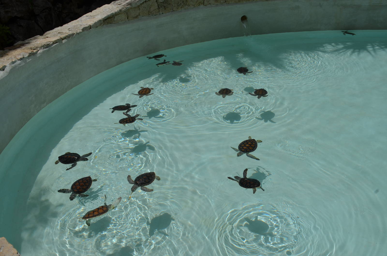 Green sea turtles for release