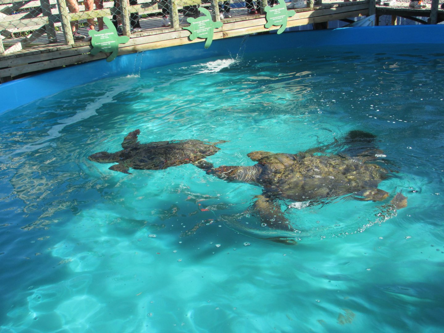 green sea turtles