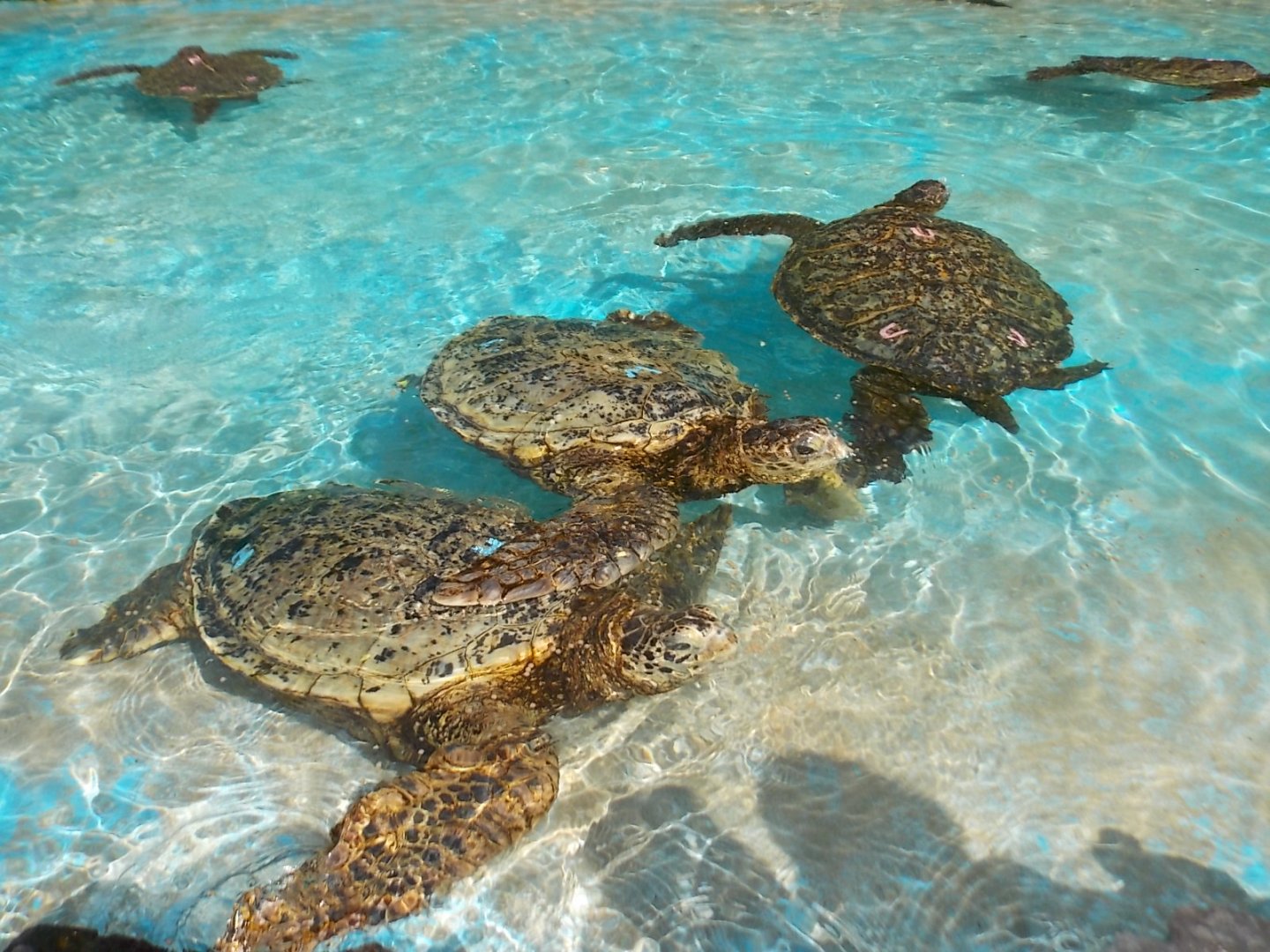 Green sea turtles