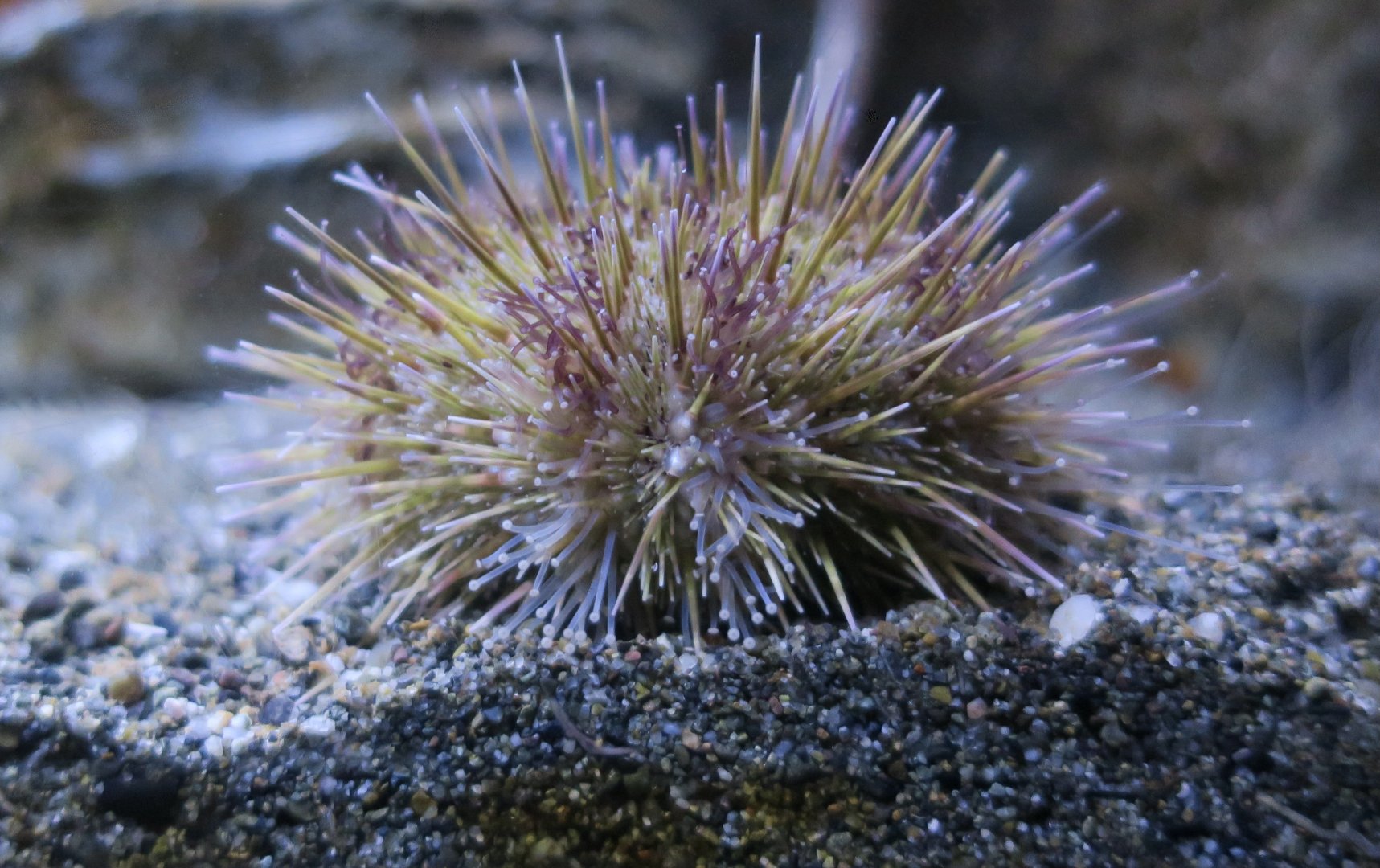 Green Sea Urchin (Strongylocentrotus droebachiensis)