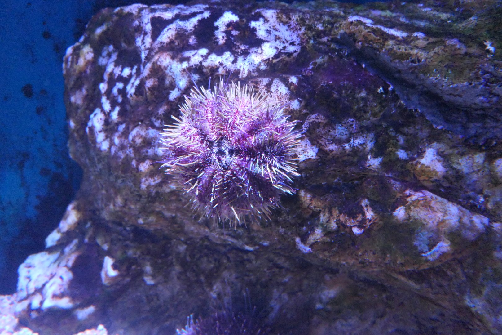 Green Sea Urchin (Strongylocentrotus droebachiensis)