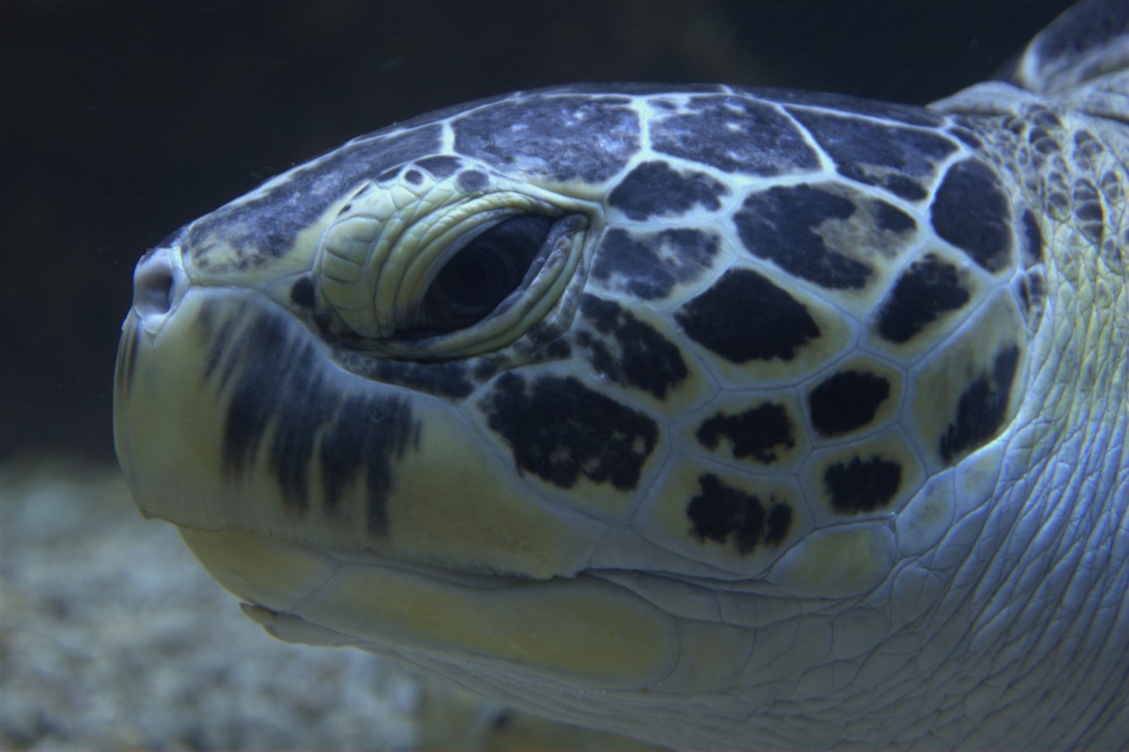 Green Seaturtle (Chelonia mydas), 09-09-25