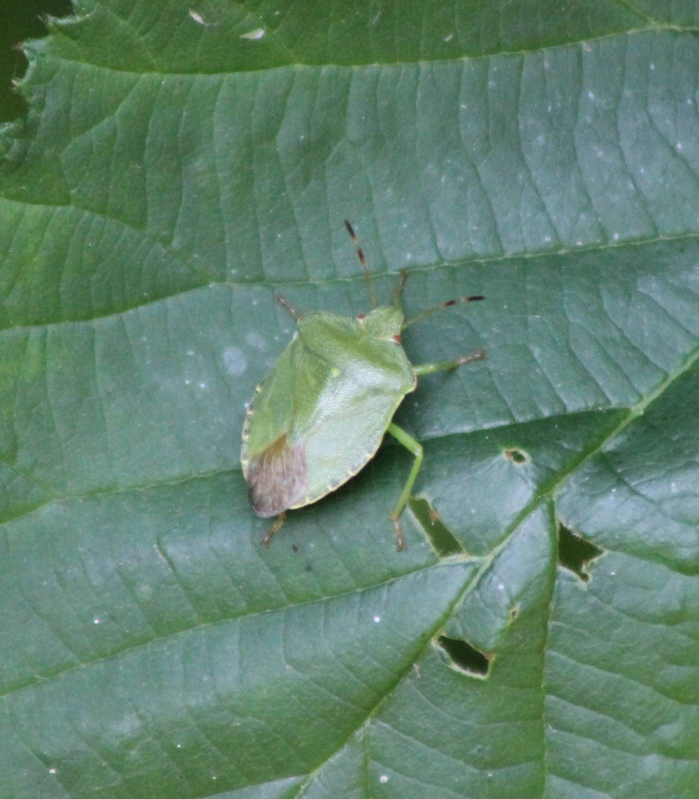 Green shield bug