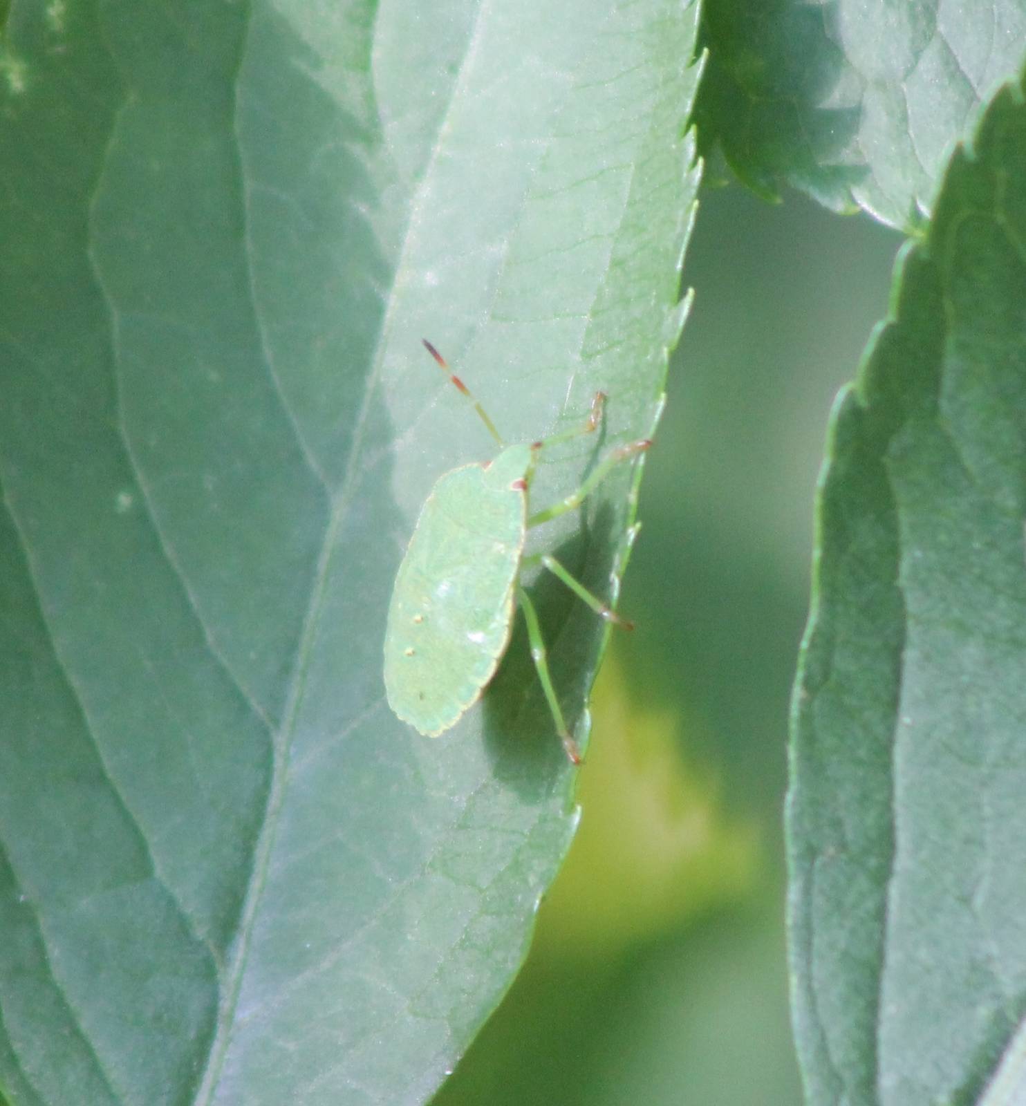 Green shield bug