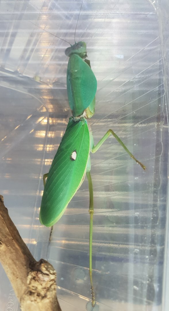 Green shield mantis - Rhombodera valida