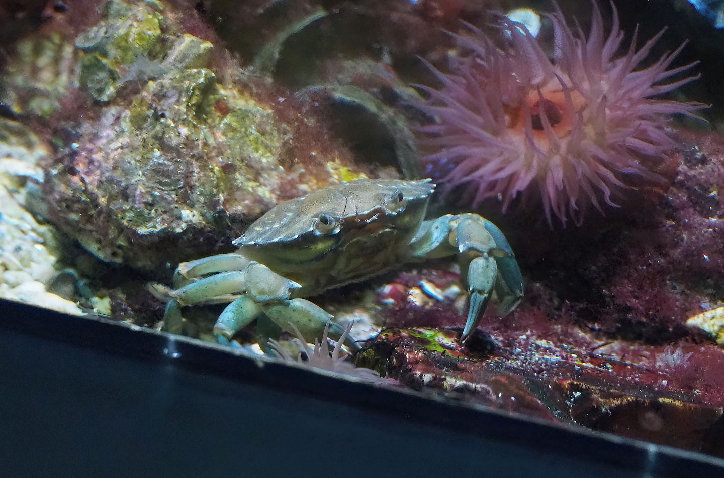 Green shore crab (Carcinus maenas), 2022-08-16