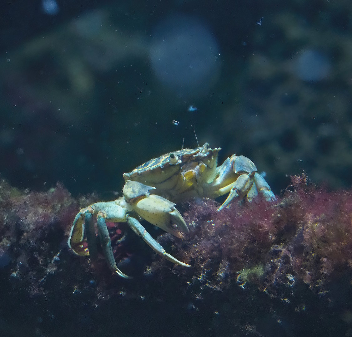 Green shore crab (Carcinus maenas), 2022-10-29