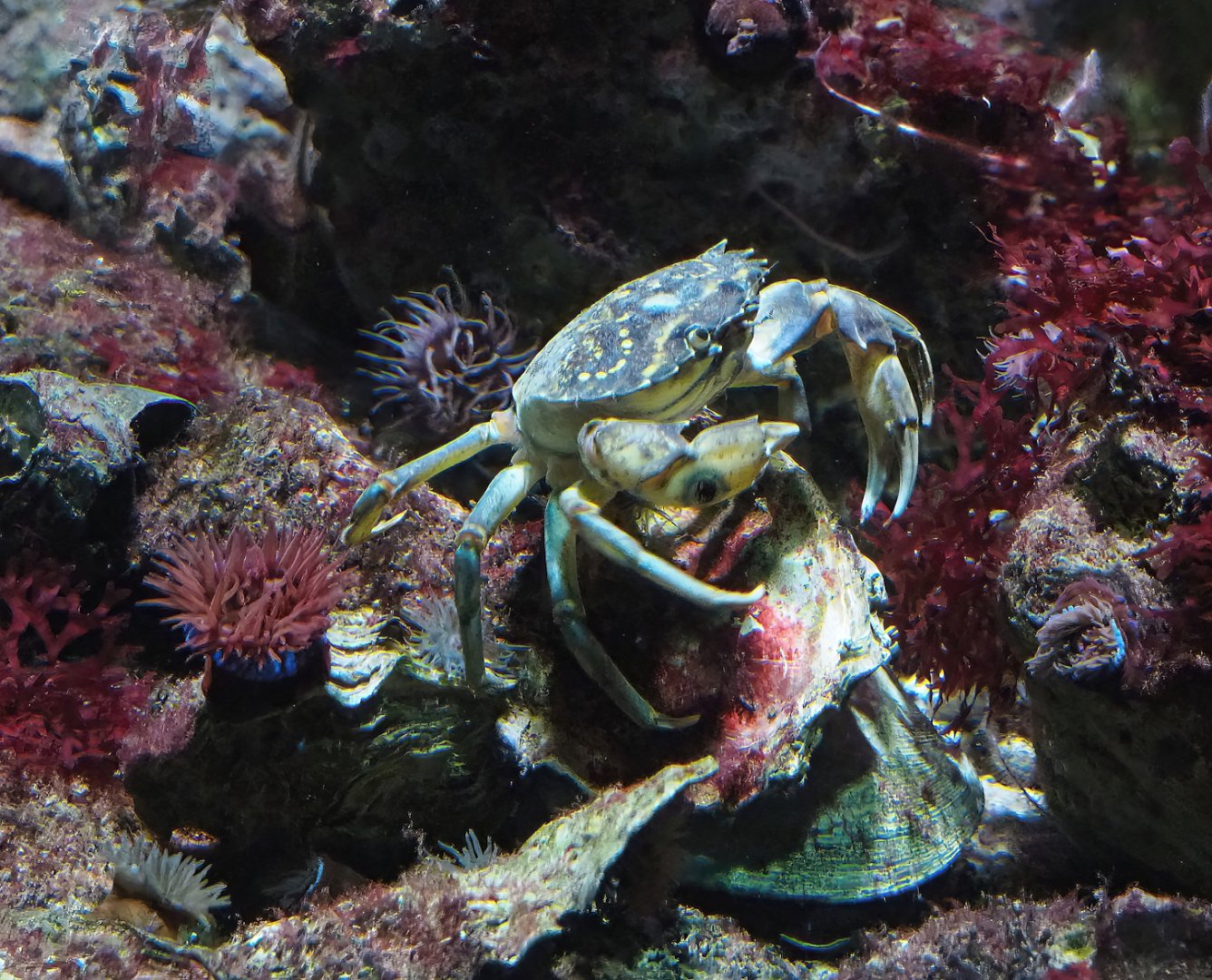 Green shore crab (Carcinus maenas), 2023-04-08