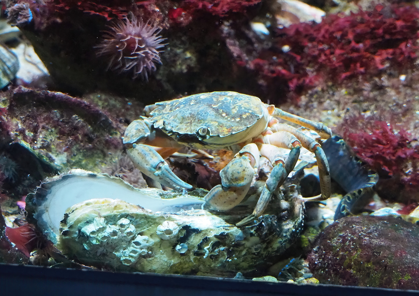 Green shore crab (Carcinus maenas), 2023-04-08