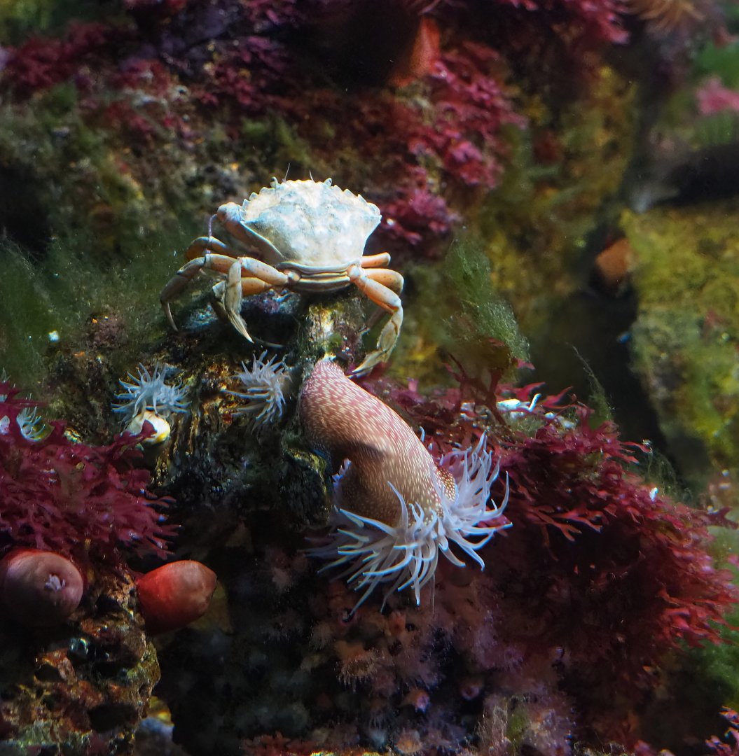 Green shore crab (Carcinus maenas) and Strawberry anemone (Actinia fragacea), 2024-02-17