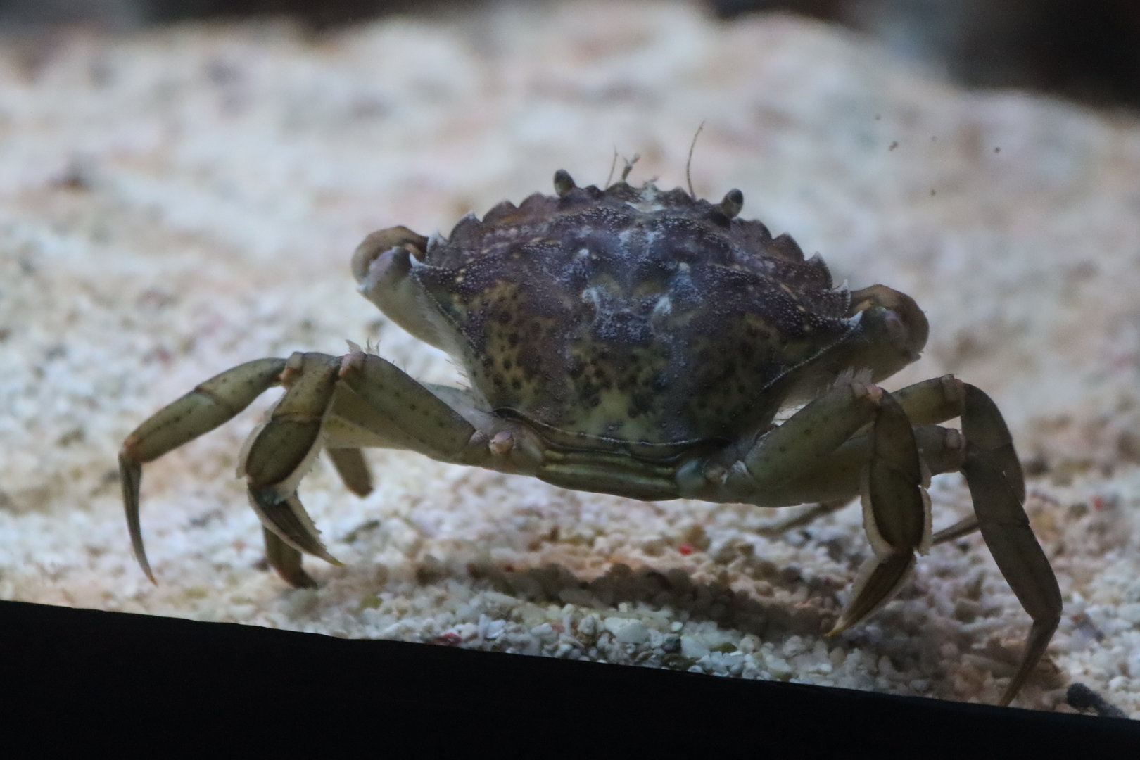 Green Shore Crab