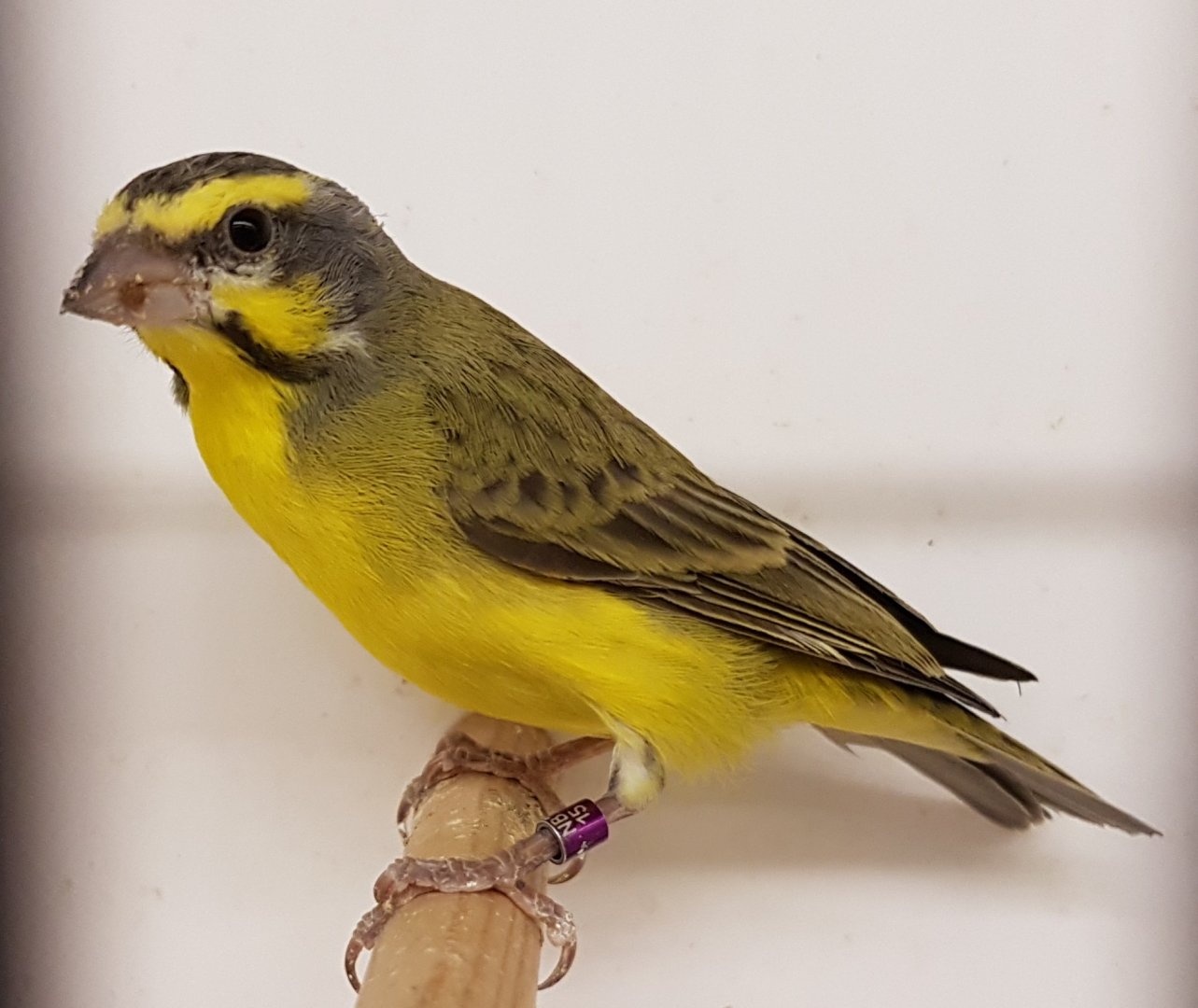 Green singing finch - aka Yellow-fronted canary