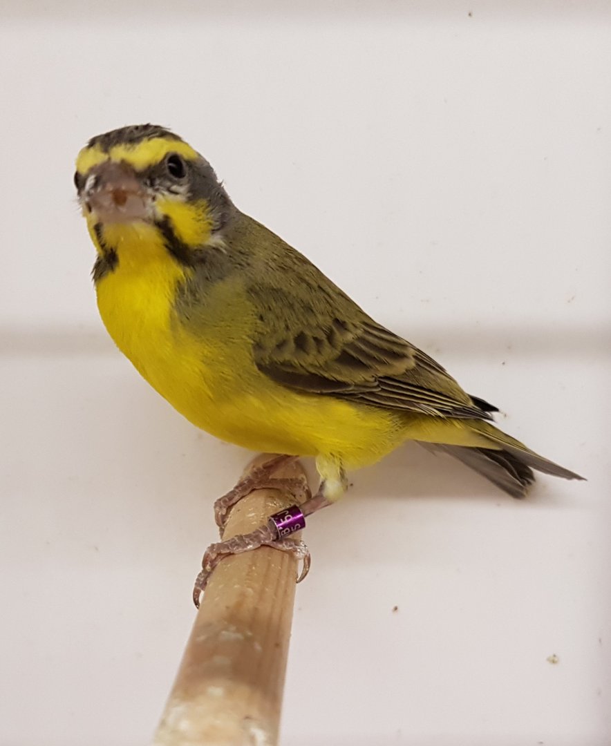 Green singing finch - aka Yellow-fronted canary