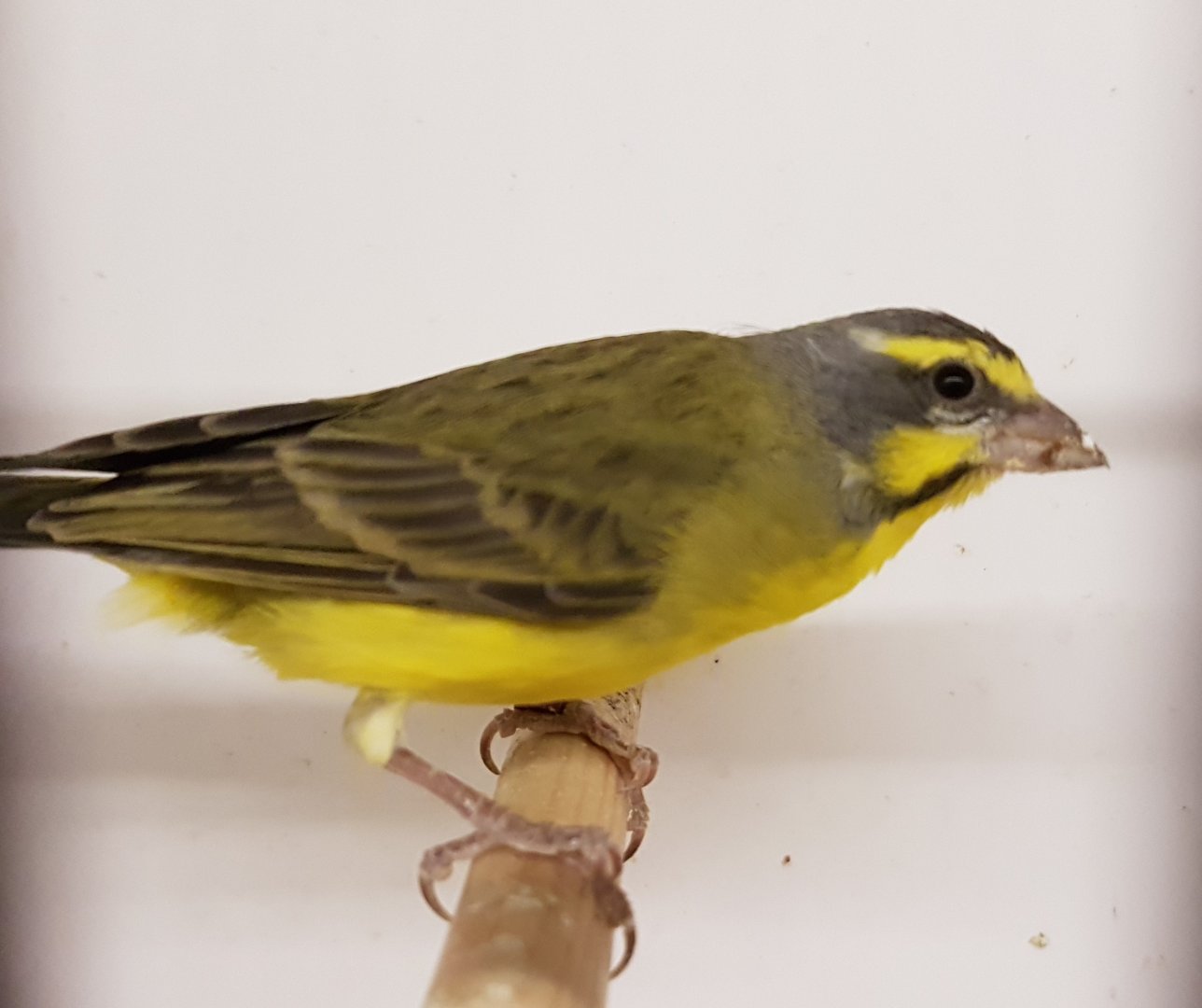 Green singing finch - aka Yellow-fronted canary