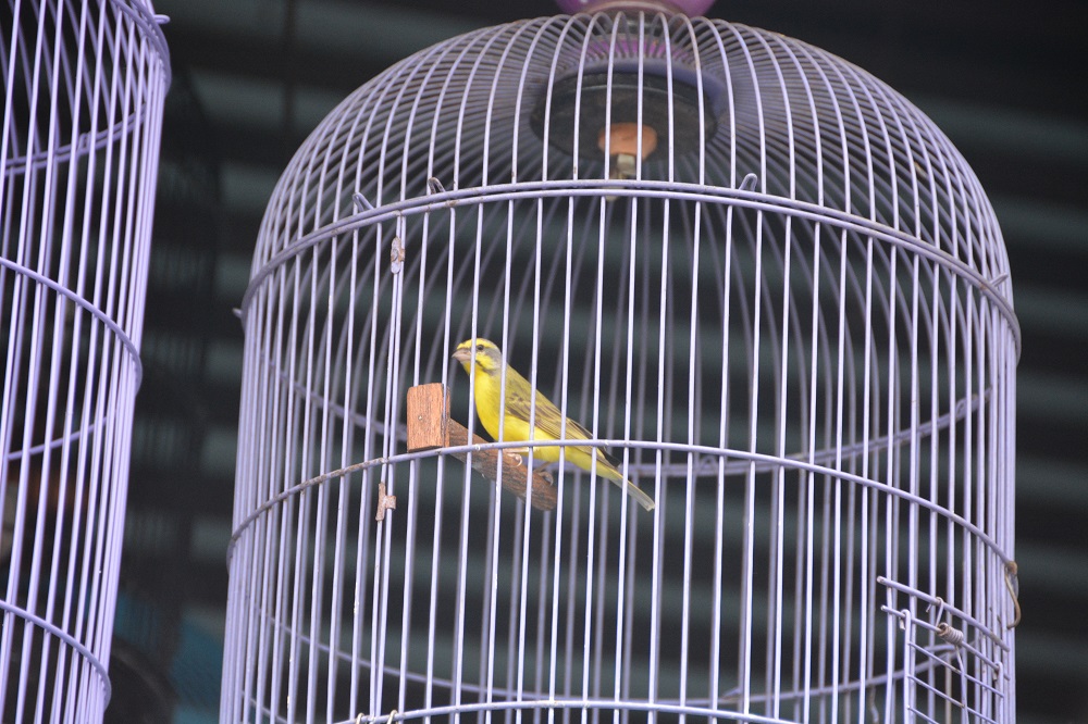 Green singing finch.  Bali Bird Market