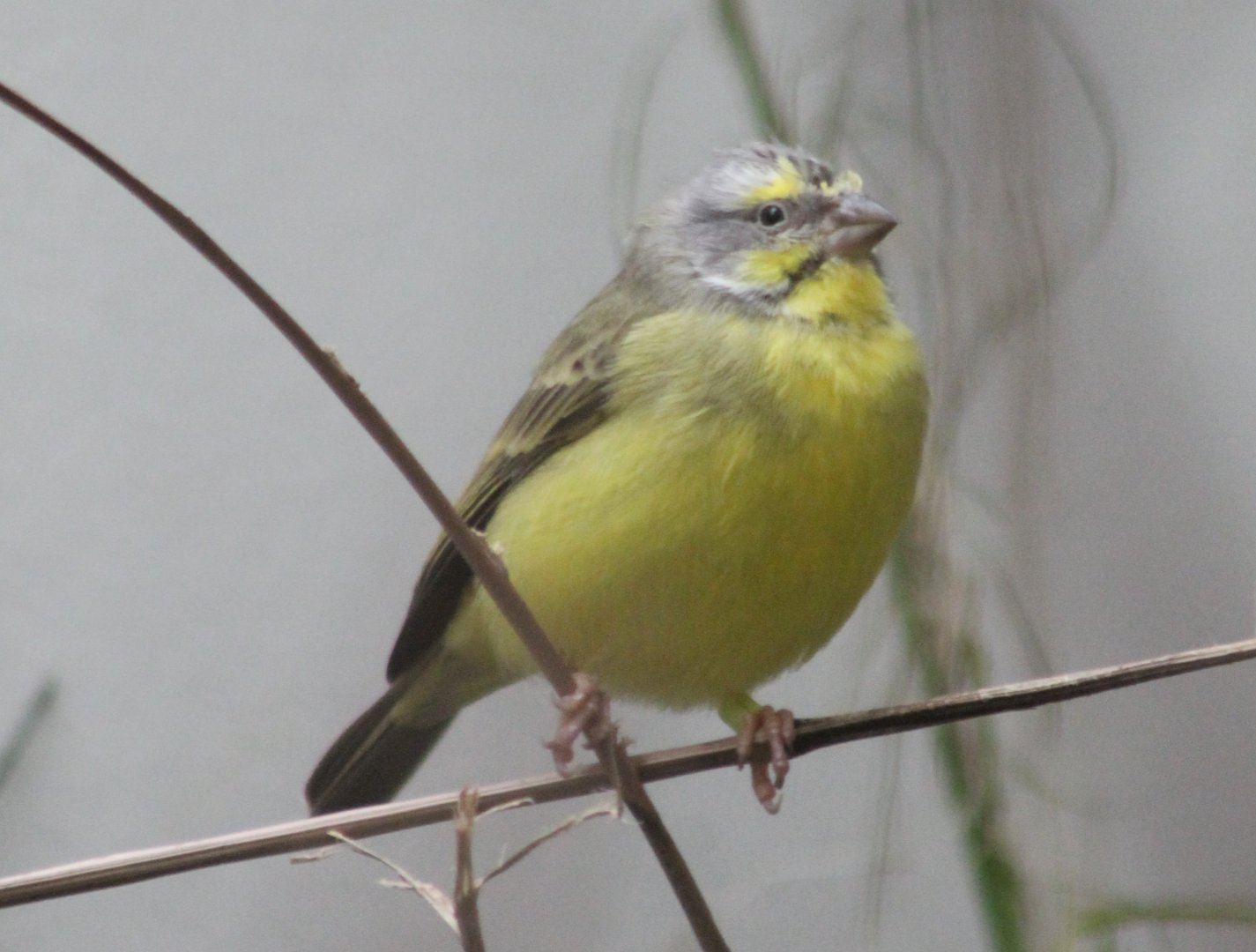 Green singing finch