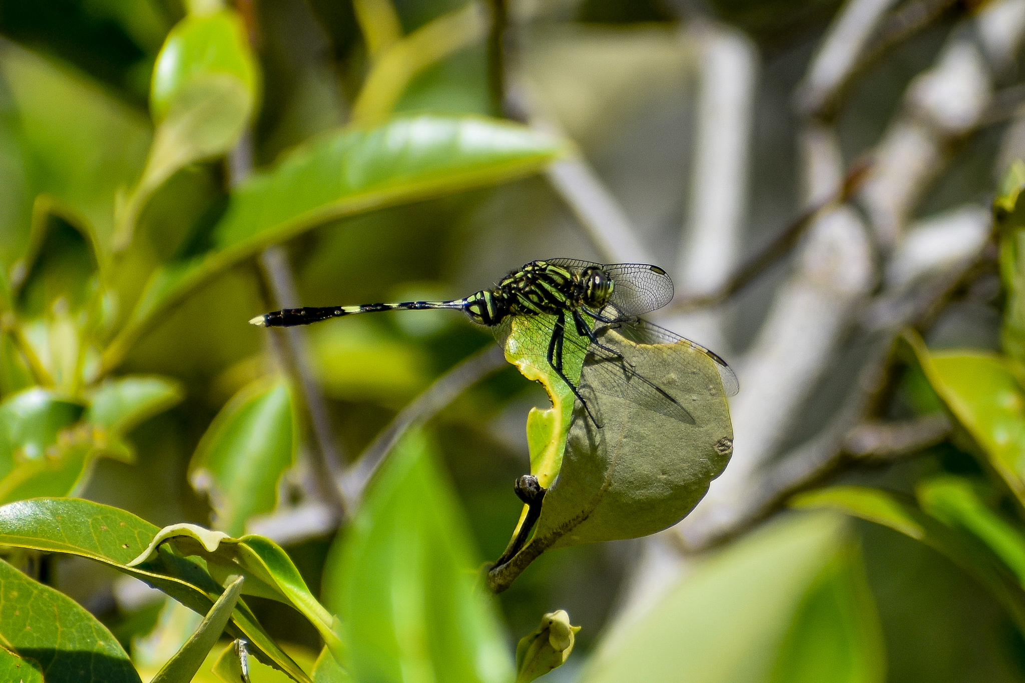Green Skimmer (Orthetrum serapia)