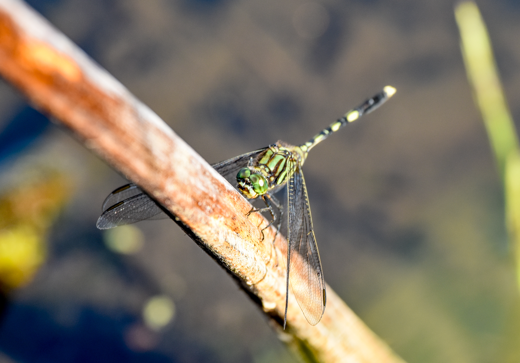 Green Skimmer