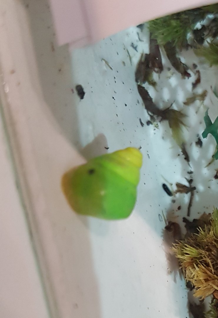 Green snail - Edentulina cf obesa/martensi