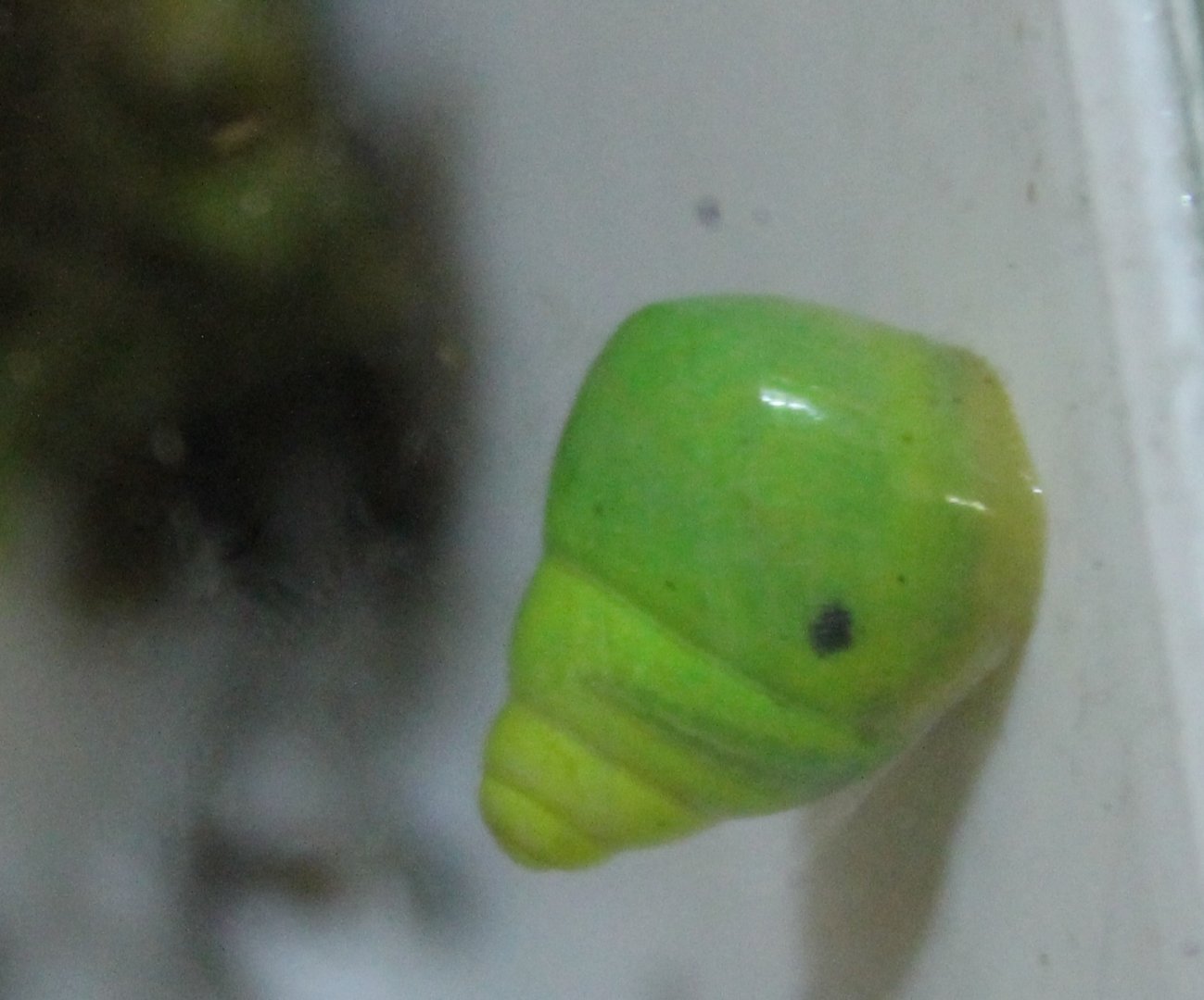 Green snail - Edentulina obesa - martensi