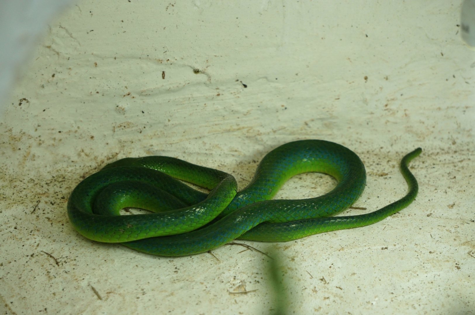 Green snake