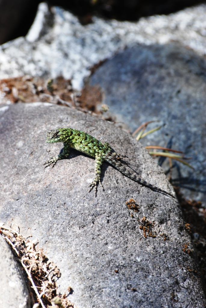 Green Spiny Lizard at Monteverde Lodge, 19/04/14