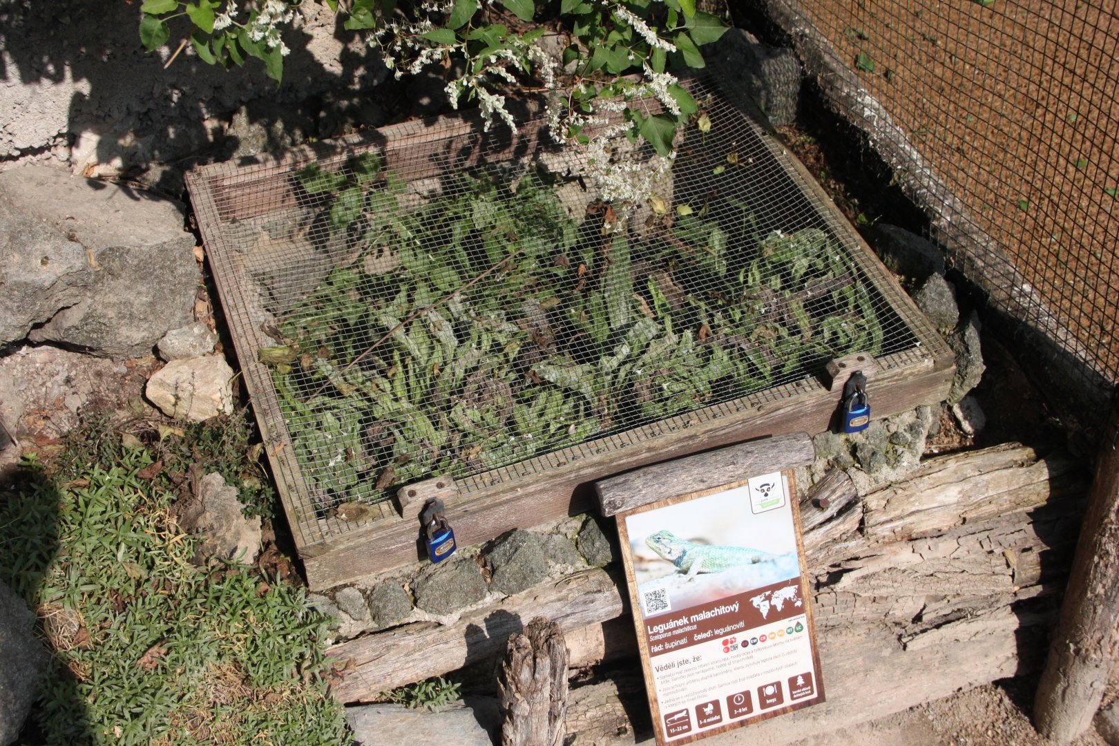 Green spiny lizard (Sceloporus malachiticus) summer exhibit