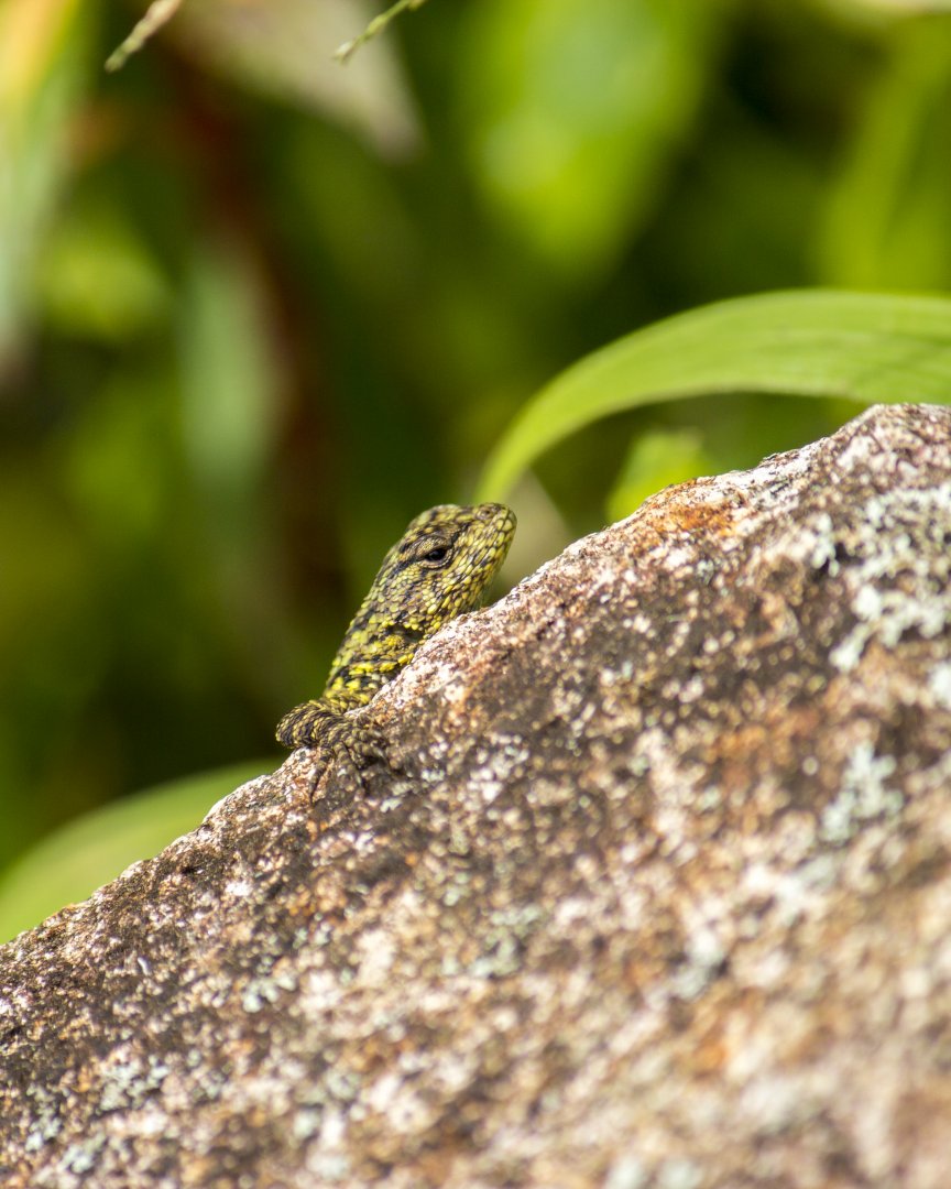 Green spiny lizard, Sceloporus malachiticus