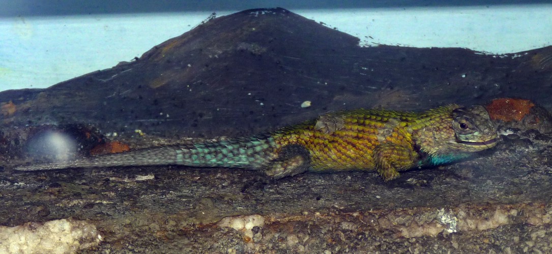 Green spiny lizard (Sceloporus malachiticus)