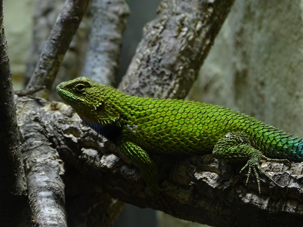 Green spiny lizard (Sceloporus malachiticus)