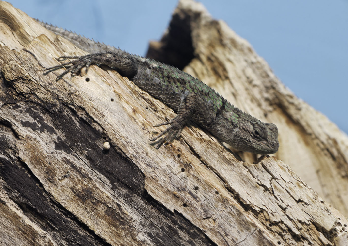Green spiny lizard
