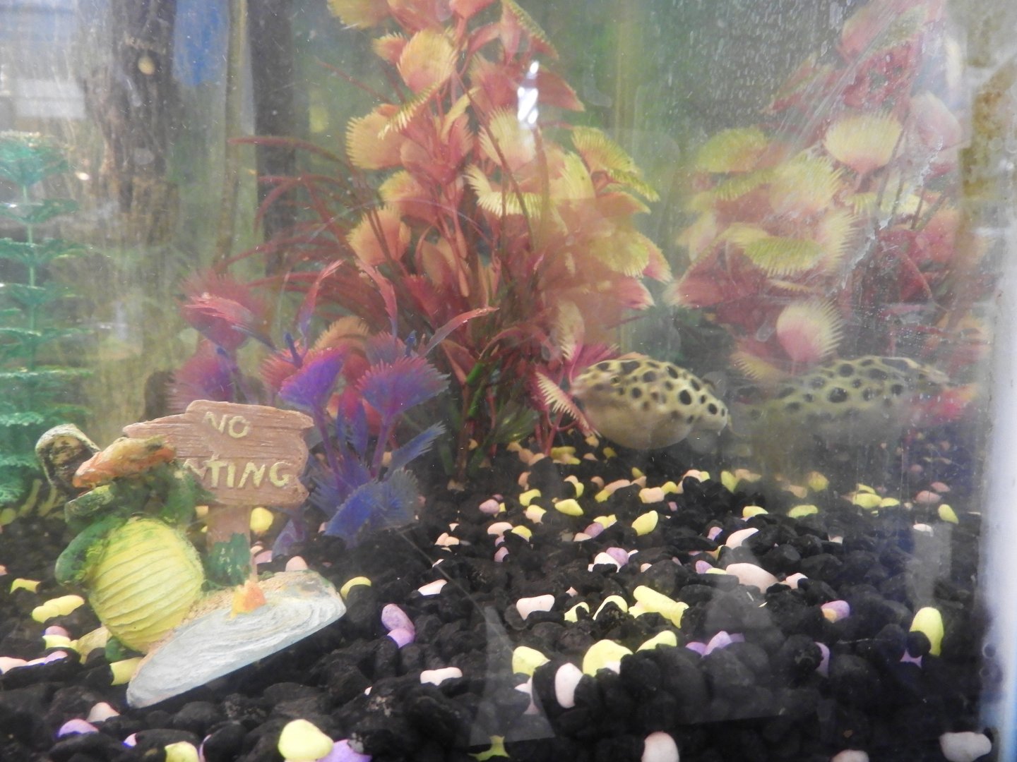 Green Spot Puffer (Tetraodon nigroviridis)