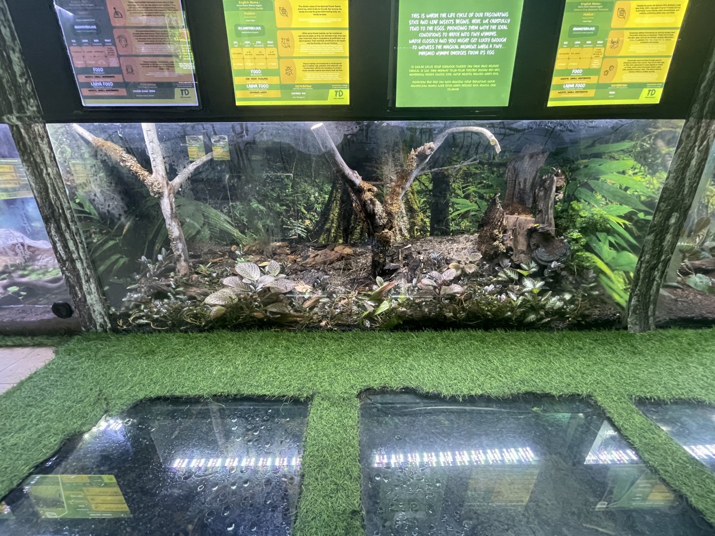 green spotted flower beetle exhibit - aviary park