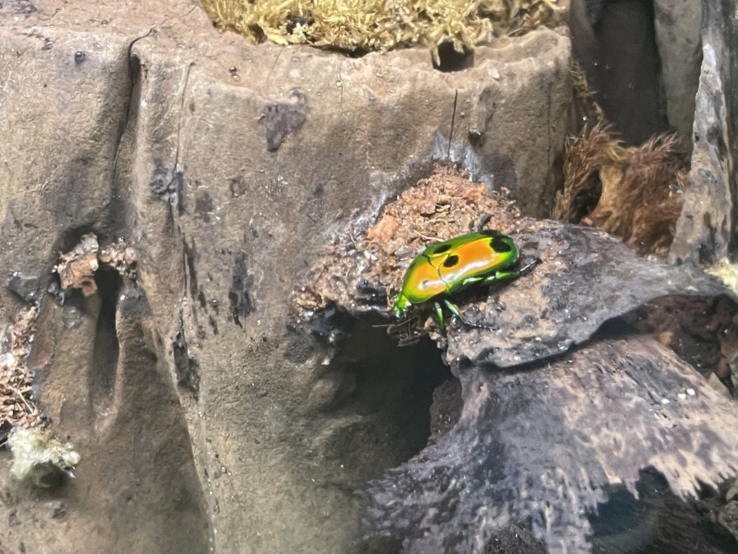 green spotted flower beetle (heterorrhina sexmaculata) - aviary park