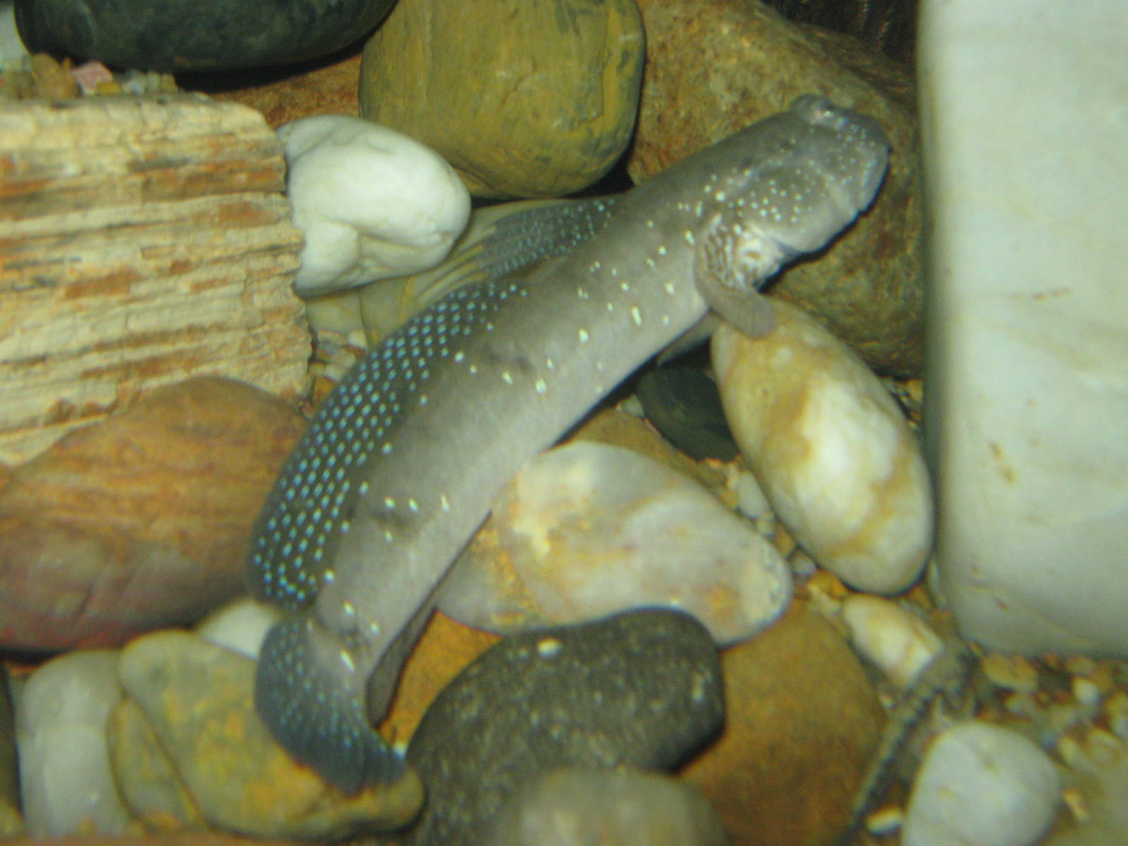 green-spotted goby (Acentrogobius viridipunctatus)