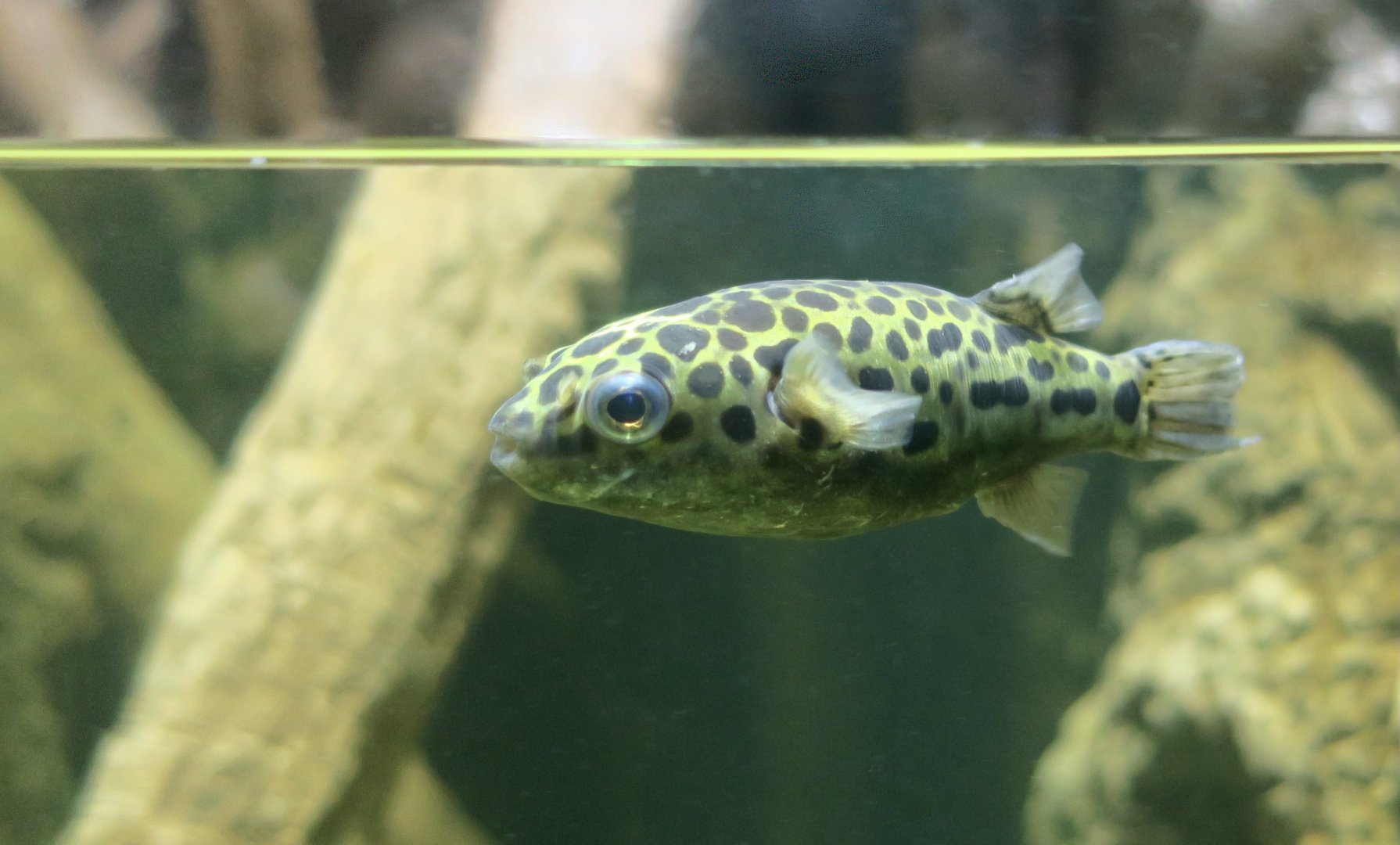 Green Spotted Puffer (Dichotomyctere nigroviridis)