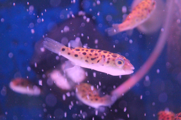 Green spotted puffer (Dichotomyctere nigroviridis)