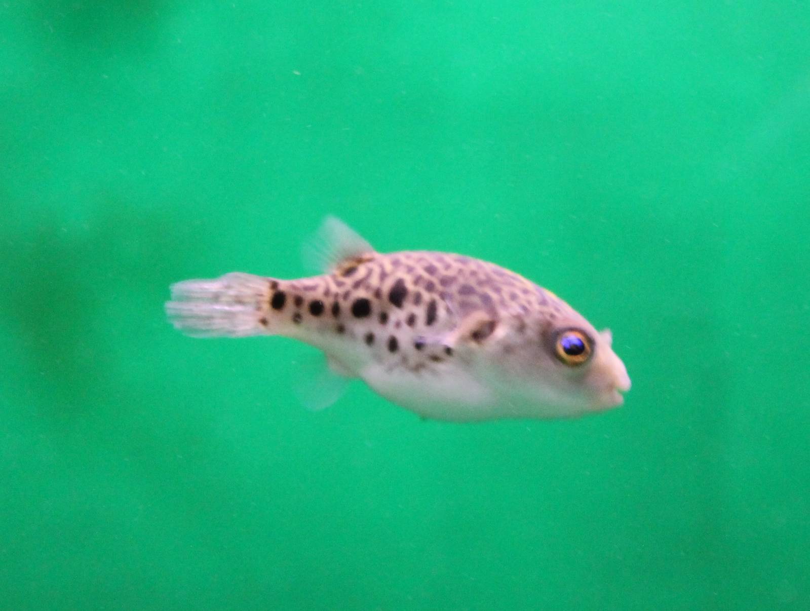 Green spotted puffer