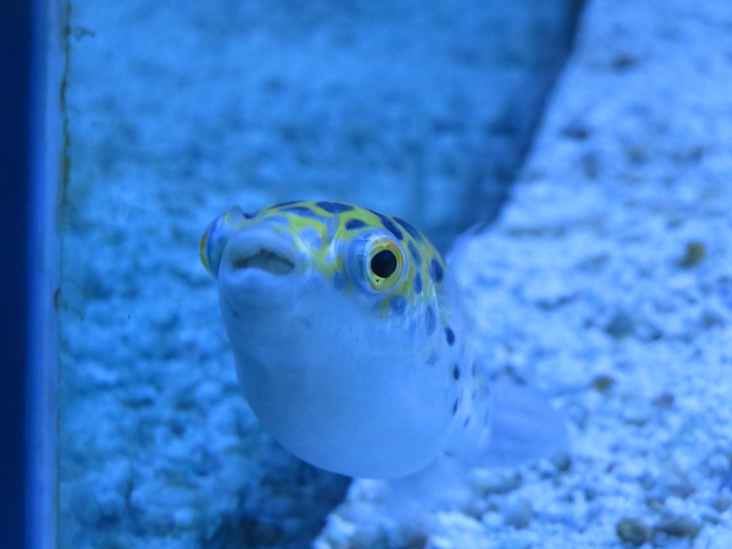 Green-spotted puffer