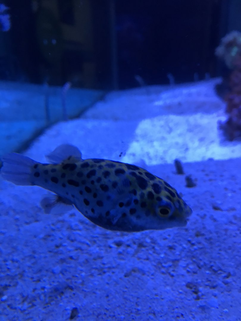Green-Spotted Puffer