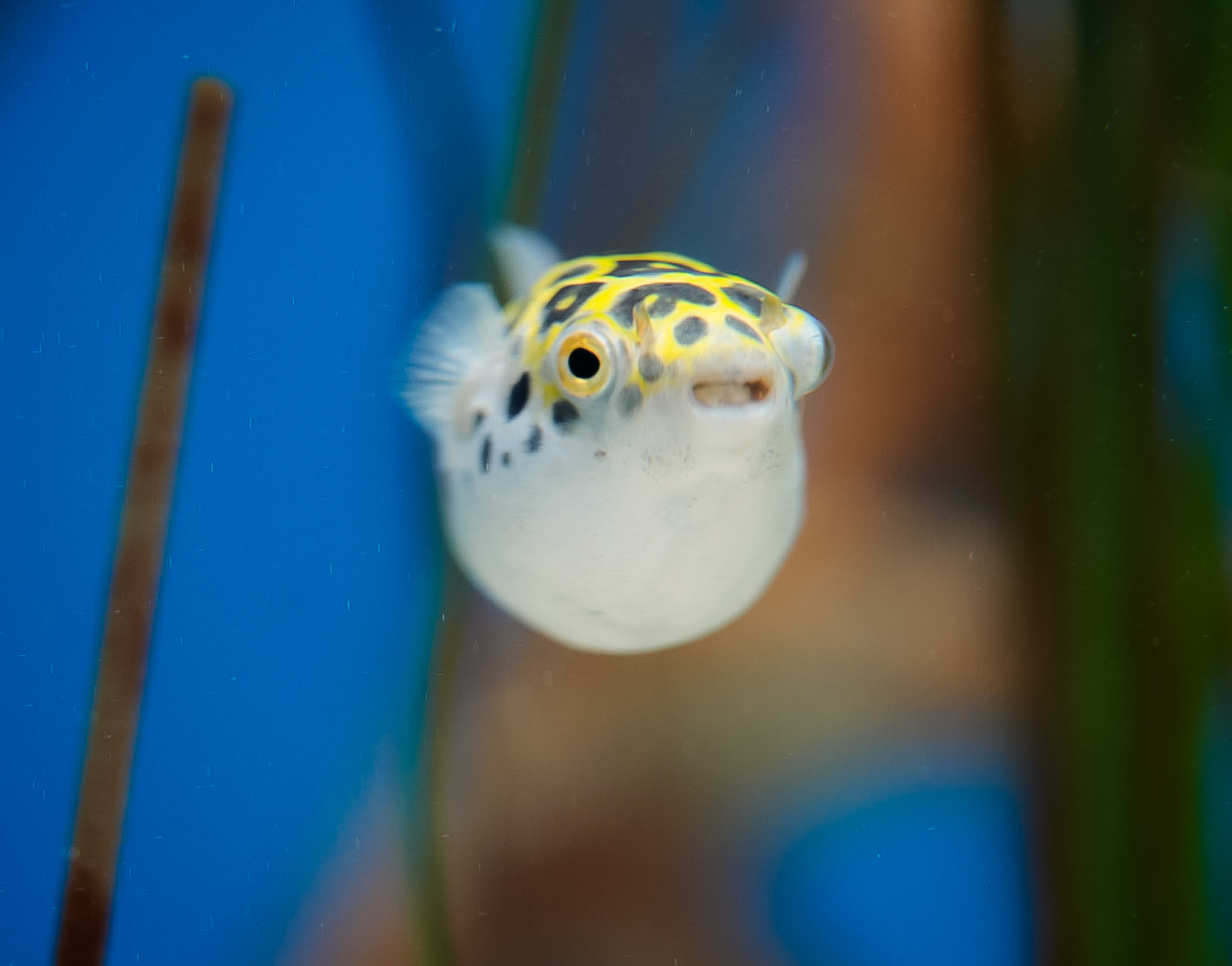 Green Spotted Puffer