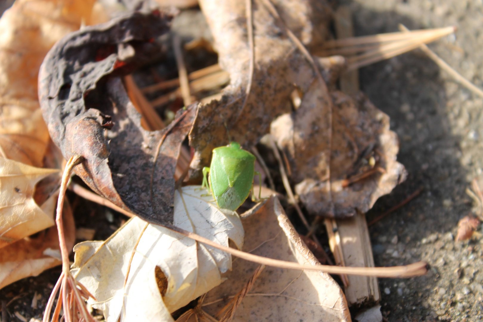 Green stinkbug (Chinavia hilaris)