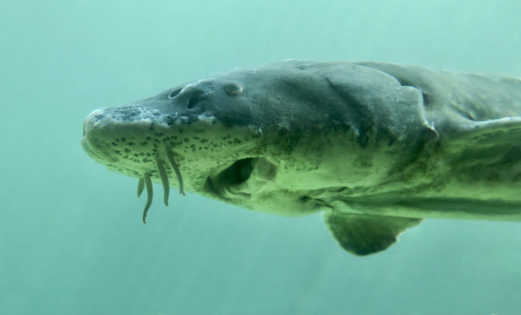 Green Sturgeon (Acipenser medirostris)