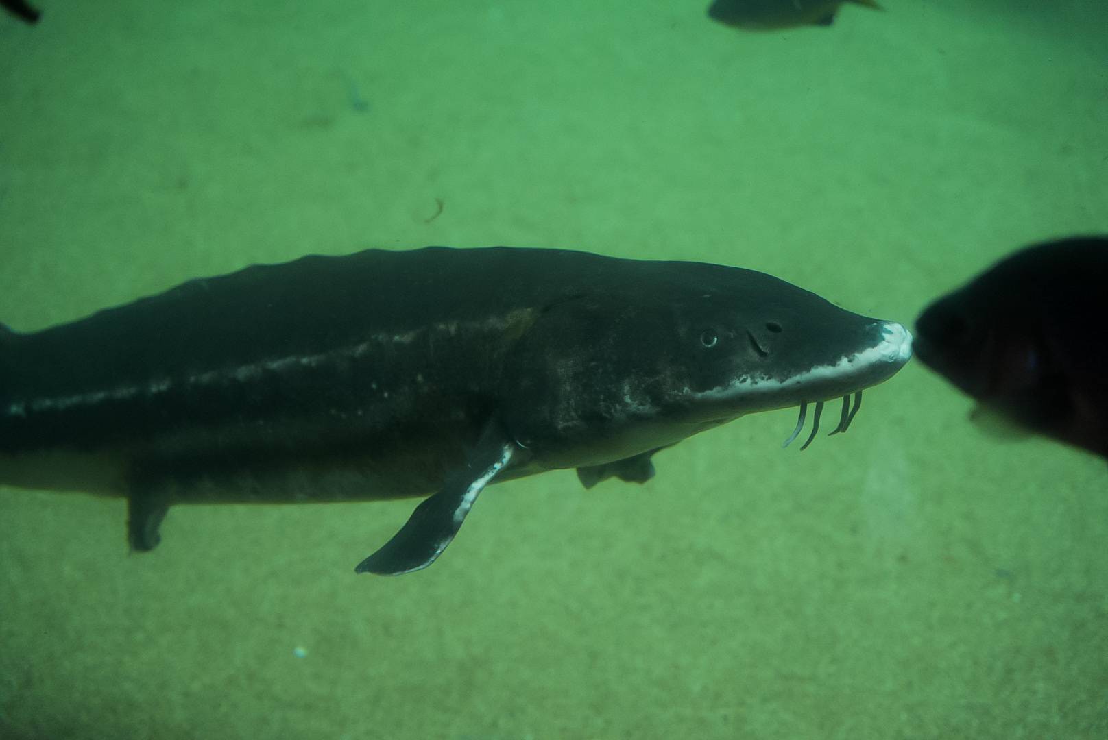 Green Sturgeon